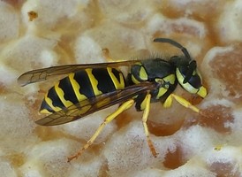 Eastern Yellowjacket Eastern Yellowjacket